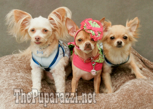 Three Amigos-A Trio of Chihuahuas